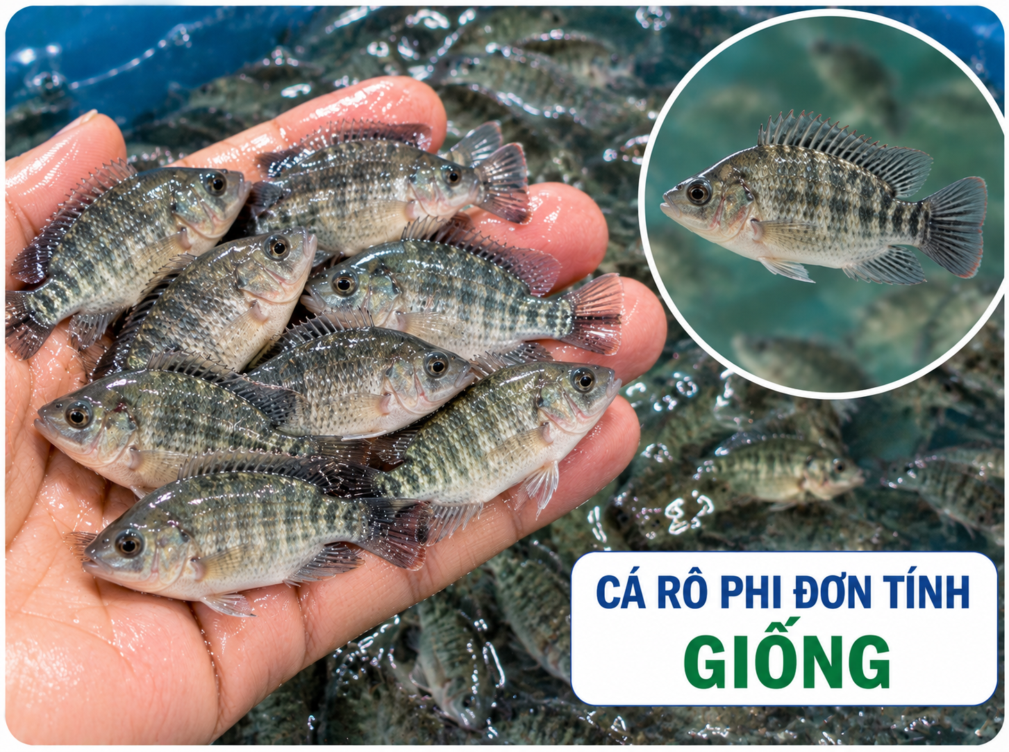 Cá rô phi đơn tính giống