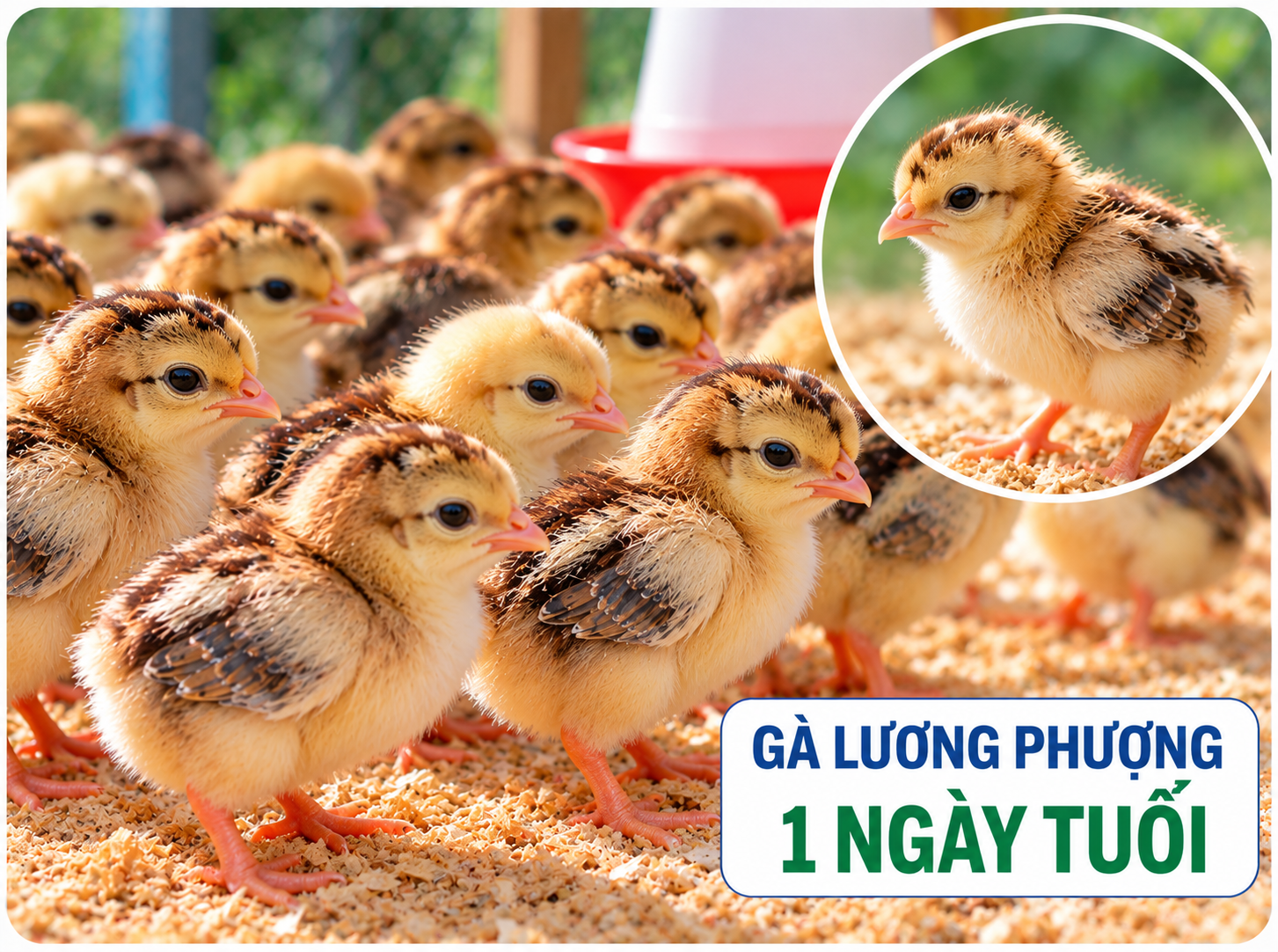 Gà Lương Phượng 1 ngày tuổi