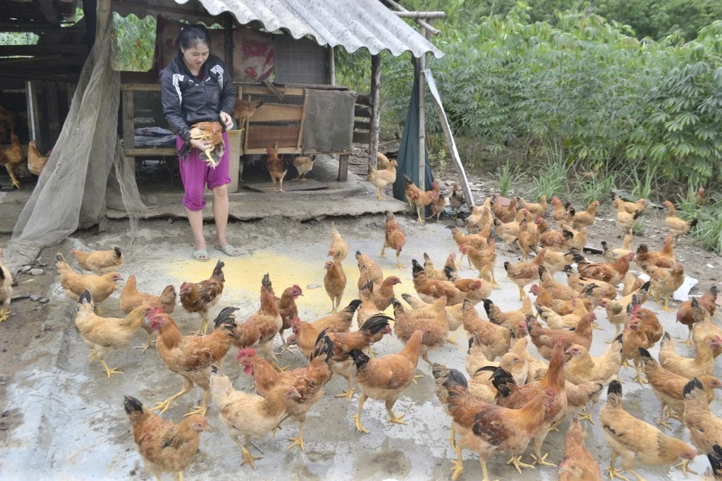 Kỹ thuật nuôi gà thả vườn hiệu quả cho hộ gia đình