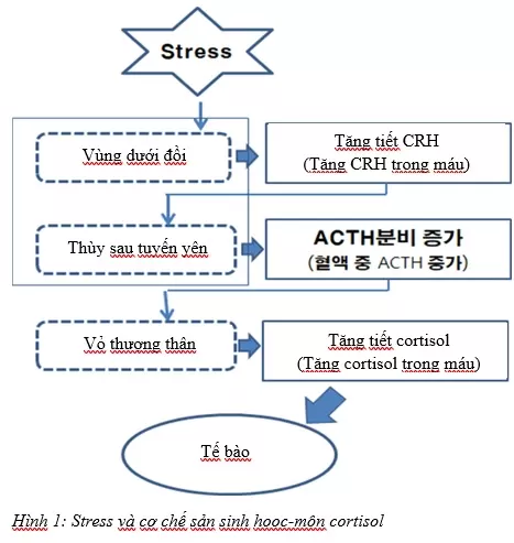 Bổ sung Crom giúp giảm stress trên heo
