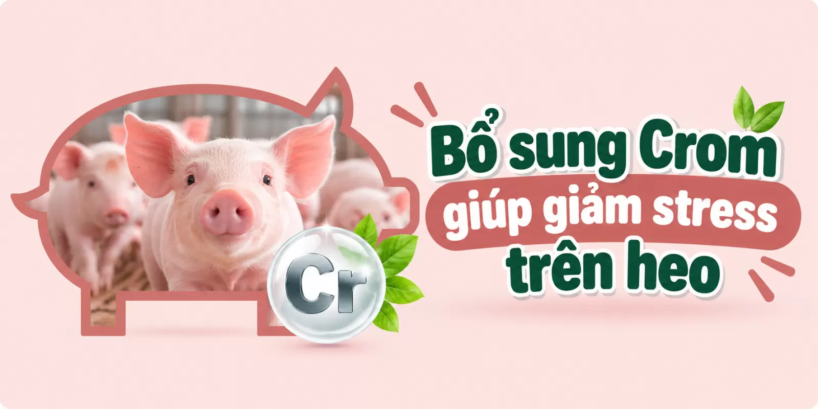 Bổ sung Crom giúp giảm stress trên heo