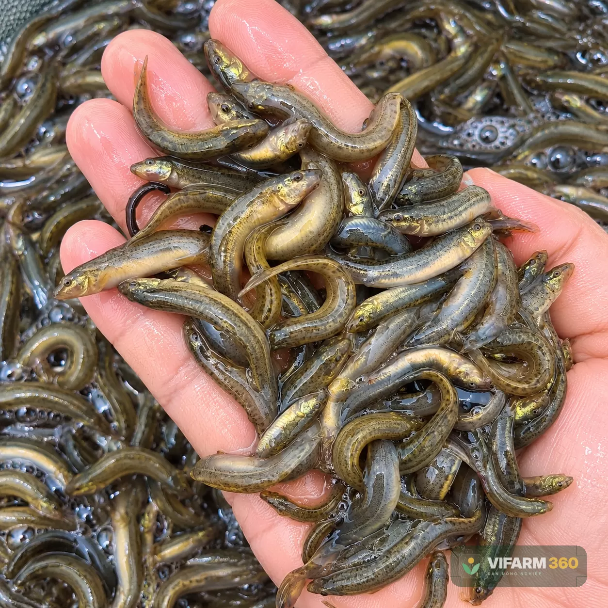 Cá Chạch Đồng Giống