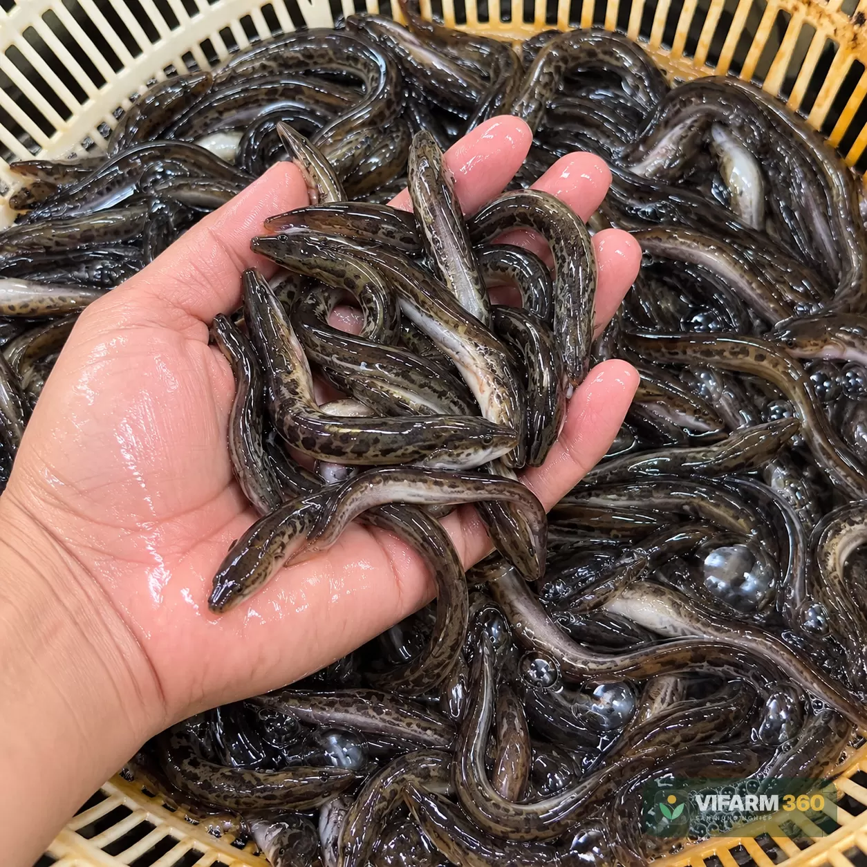 Cá Chình Bông Giống