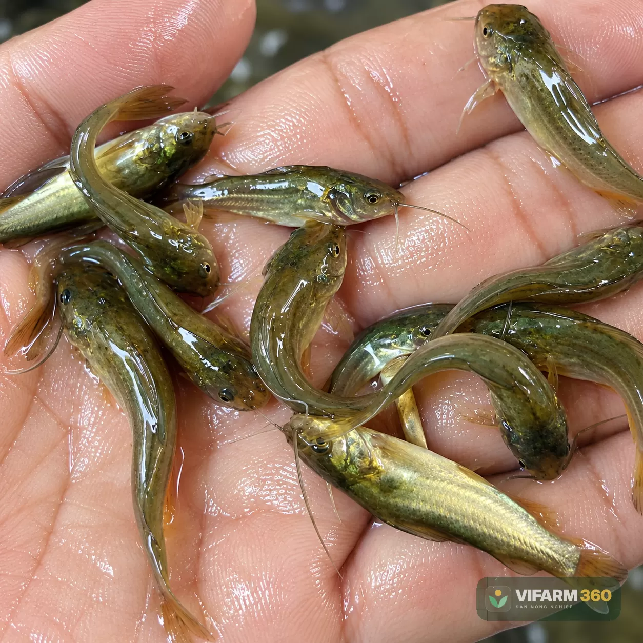 Cá Chốt Trâu Giống