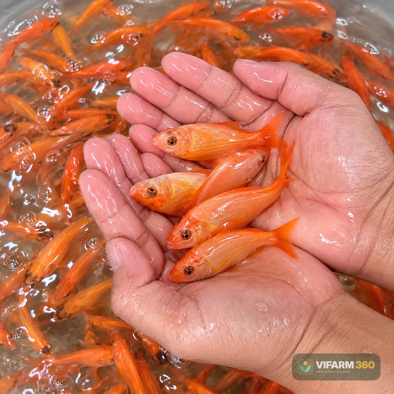 Cá Hường Giống