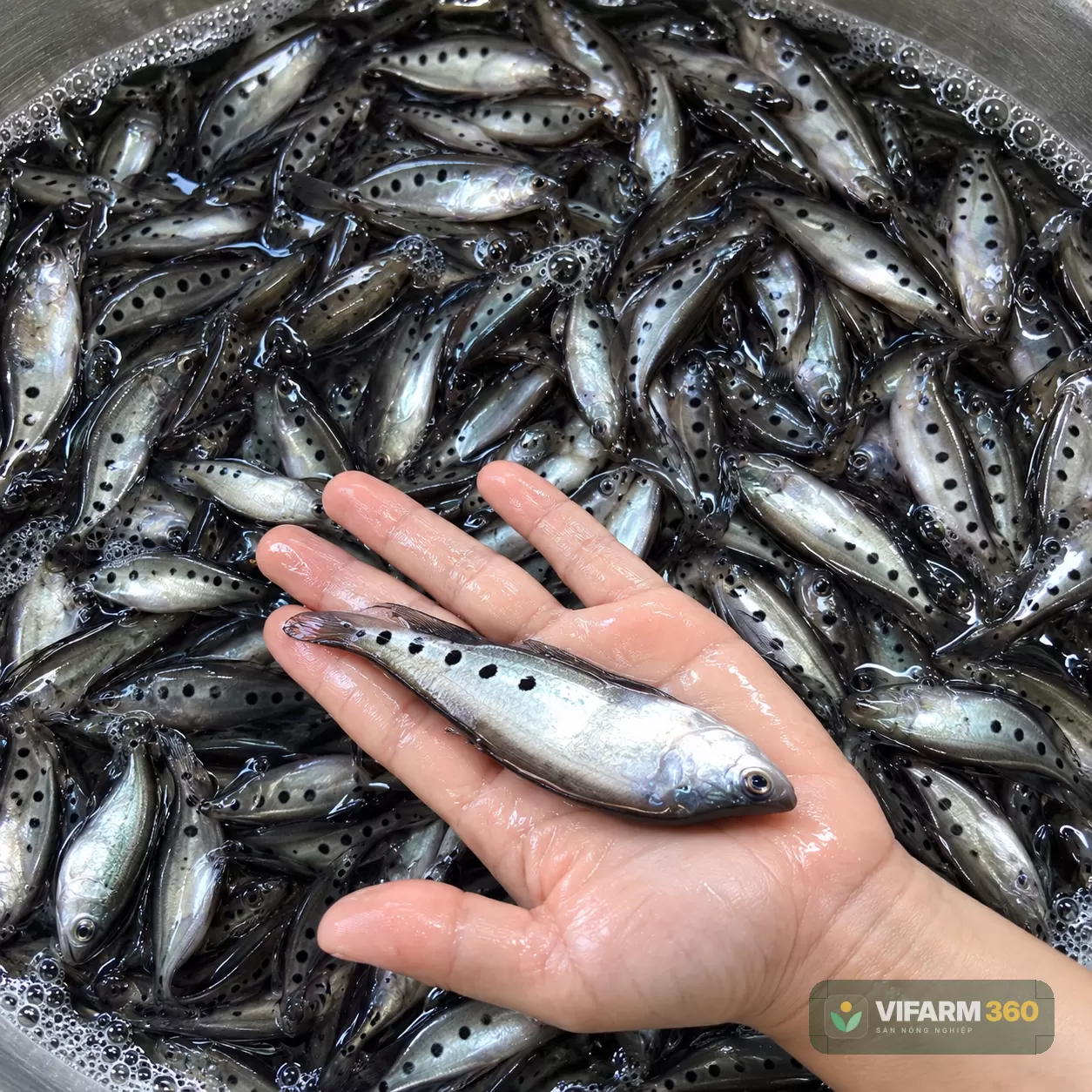 Cá Thác Lác Cườm giống